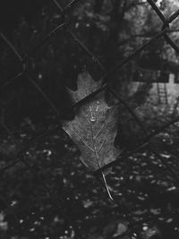 Close-up of leaves on twig