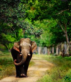 India best photography of elephant
