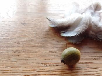 High angle view of cat on wooden floor