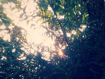 Low angle view of flower trees against sky