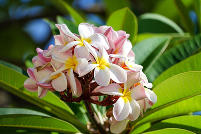 Close-up of pink flowering plant