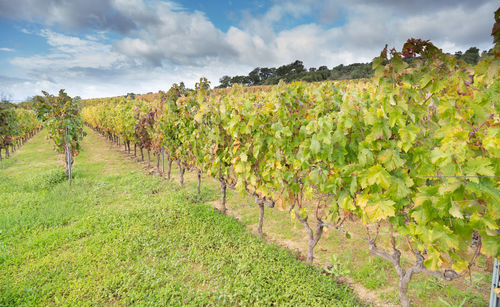 Scenic view of vineyard against sky