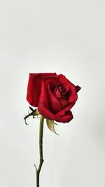 Close-up of red rose against white background