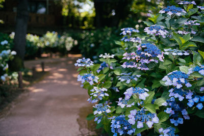 Close-up of purple flowering plants