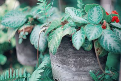 Close-up of leaves