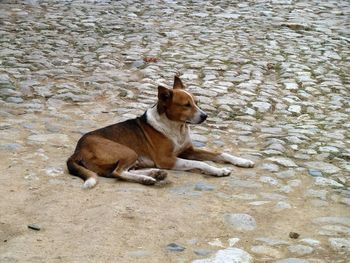 High angle view of dog sitting on sand at beach