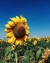 Close-up of sunflower on field against clear sky