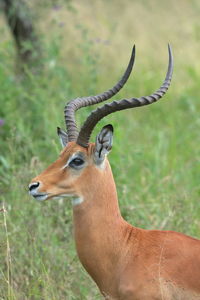 Close-up of deer on land