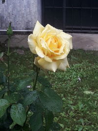 Close-up of rose roses