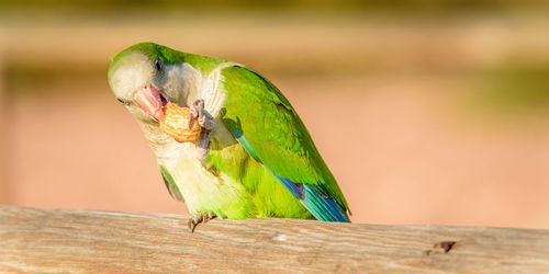 Close-up of parrot eating a nut