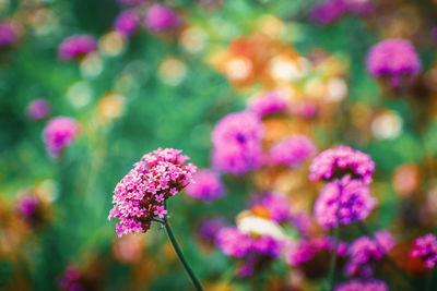 Close-up of purple flowering plants on field