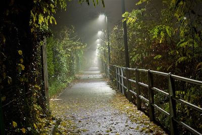 Footpath amidst trees in forest