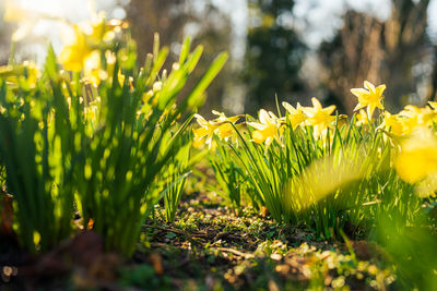 Close-up of yellow flowering plants on field