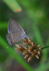 Close-up of butterfly pollinating on flower