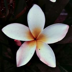 Close-up of frangipani blooming outdoors