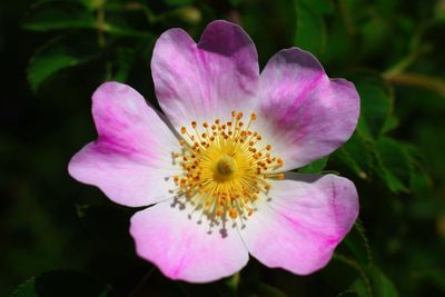 Close-up of pink flower blooming outdoors