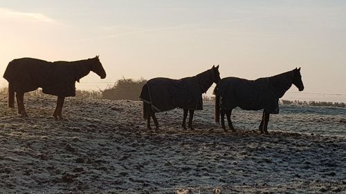 Horses standing on sand against sky