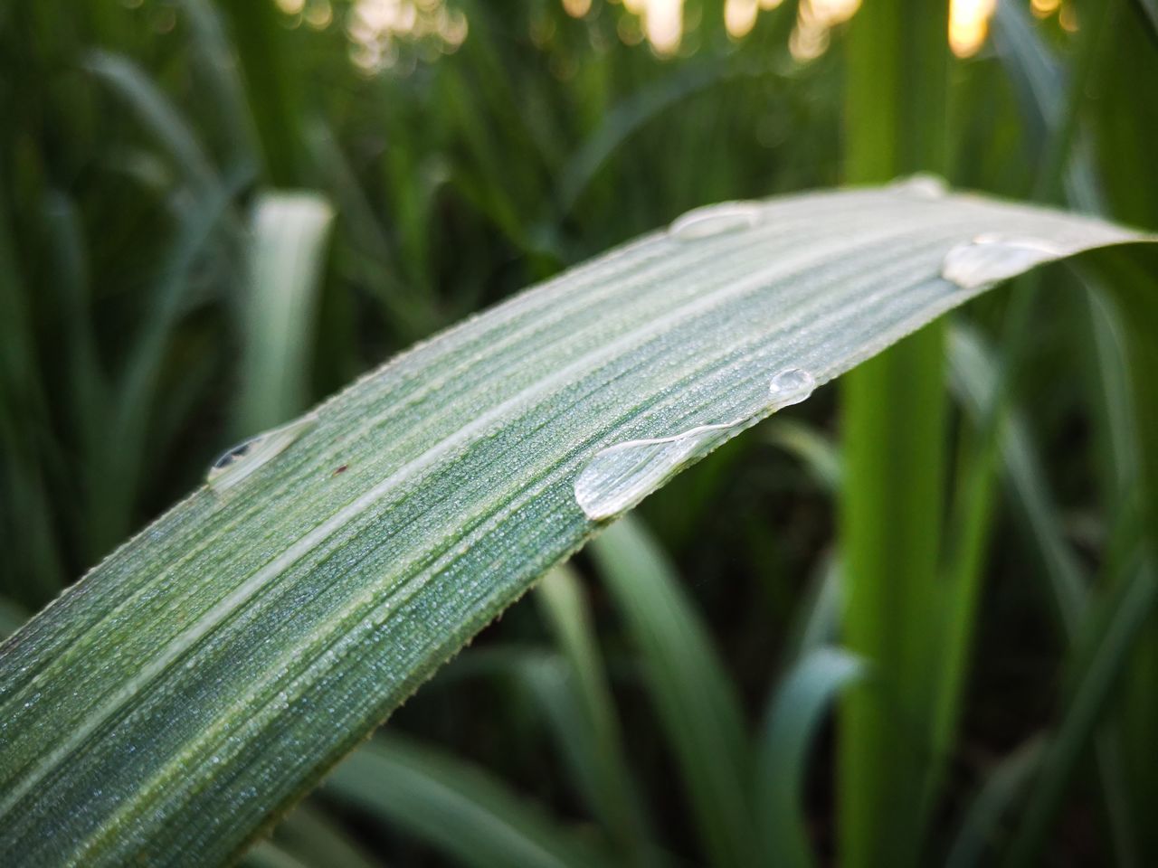 CLOSE-UP OF WET PLANT