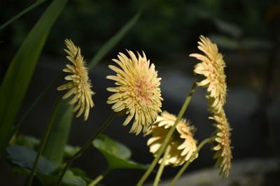 Close-up of wilted plant