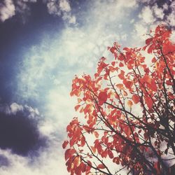 Low angle view of trees against cloudy sky