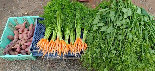 Cropped image of hand holding vegetables on plant