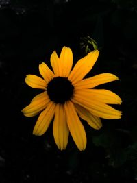 Close-up of yellow flower