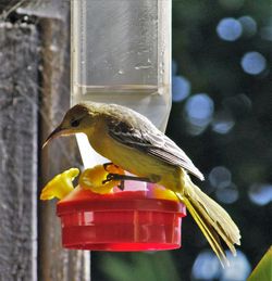 Close-up of bird perching on feeder