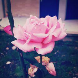 Close-up of pink rose