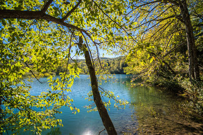 Trees by lake against sky