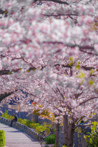 Pink cherry blossoms in spring