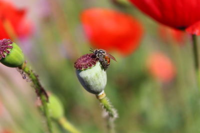 Close-up of honey bee on plant