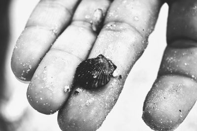 Cropped image of hand holding small seashell