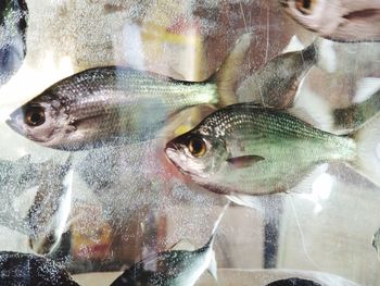 Close-up of fish in market