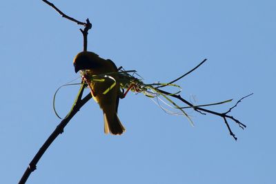 Low angle view of insect on plant against blue sky