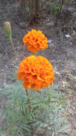 High angle view of orange flower on field