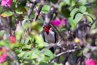 Red-capped cardinal perching on tree branch during sunny day