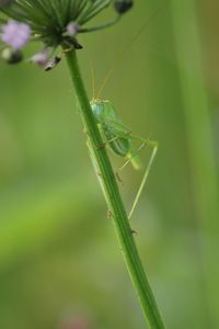 Close-up of insect on plant