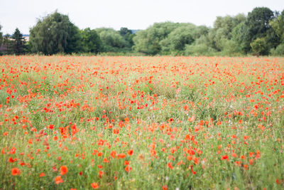 View of poppy flowers on field