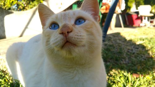 Close-up portrait of cat