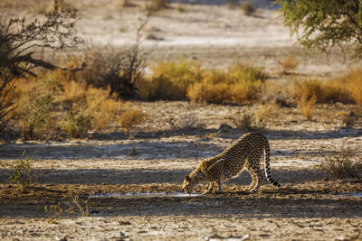 Cheetah walking on field