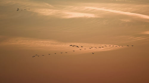 Flock of birds flying in the sky