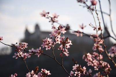 Close-up of cherry blossoms