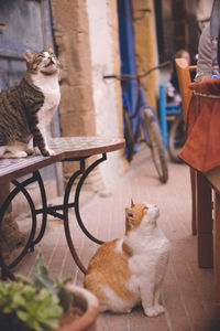 Stray cat in the old town of essaouira world heritage site, morocco