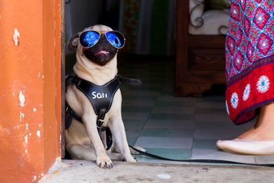 Pug with sunglasses sitting on floor at entrance