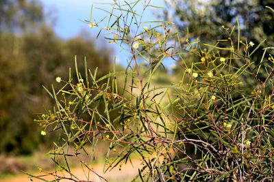 Close-up of plant growing on field