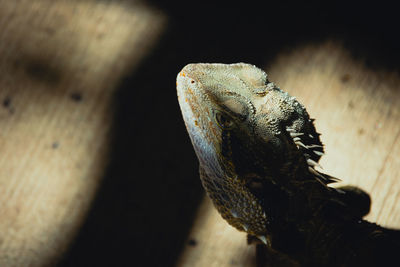 Kleine echse im regenwald. sie regt ihren kopf in die sonne.