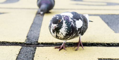 Close-up of bird perching on water