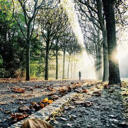 Trees in forest