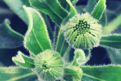 Close-up of green plant