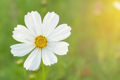 Close-up of white daisy flower